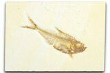 Detailed Fossil Fish (Diplomystus) - Wyoming #360747-1